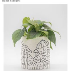 4 PIC BASE ROOTS Mushroom Planter