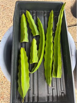 Dragon fruit cuttings
