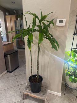 Large Dracaena Corn Plant in Black Pot