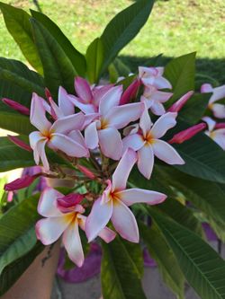 plumeria branches
