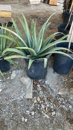 Aloe Vera In  Pot 