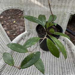 Hoya Pubicalyx Splash 6” Pot / Rare Tropical Houseplant