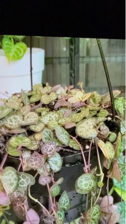 String of Hearts