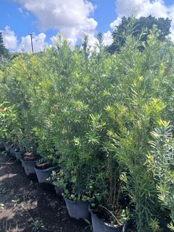 Podocarpus Hedges 7gl 4-4.5ft 🌱
