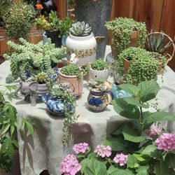 Succulents 