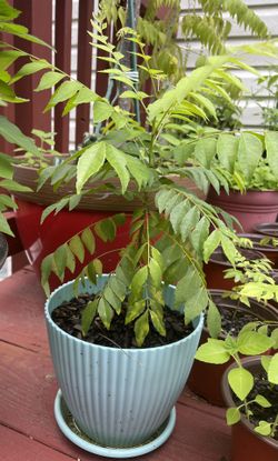 3+ Years Old Curry Leaves Plant