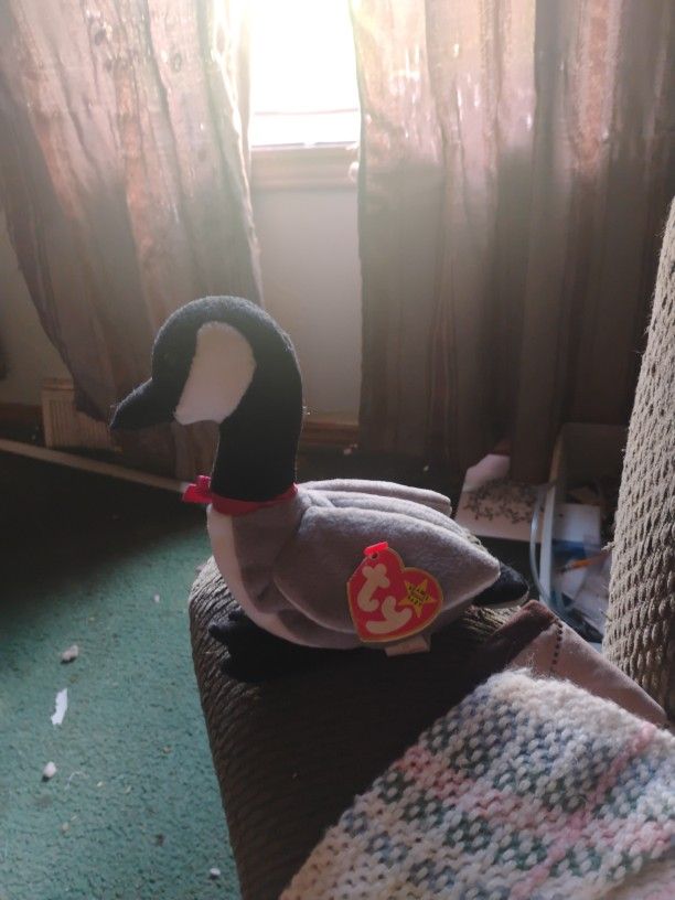 March 29 1998 Loosy The Goosy