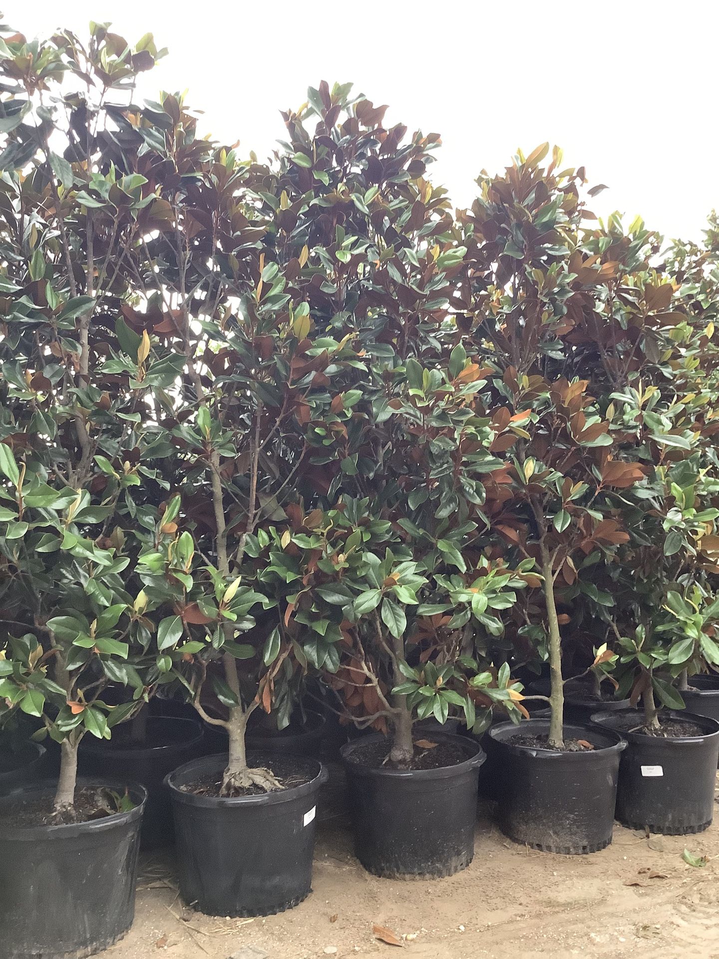 D D Blanchard Magnolia Trees 30gallon @956@292@8442