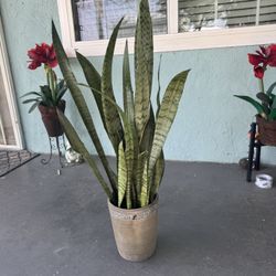 Snake Plant 