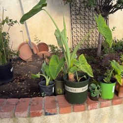 Elephant Ear Plants 