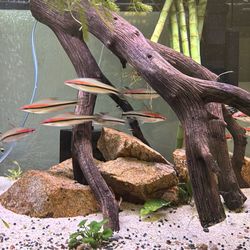 Aquarium/ 75 gallon tank