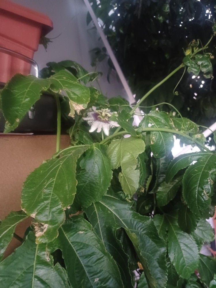 Passionfruit Plant 