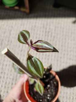Tradescantia Zabrina (orange pot-B)