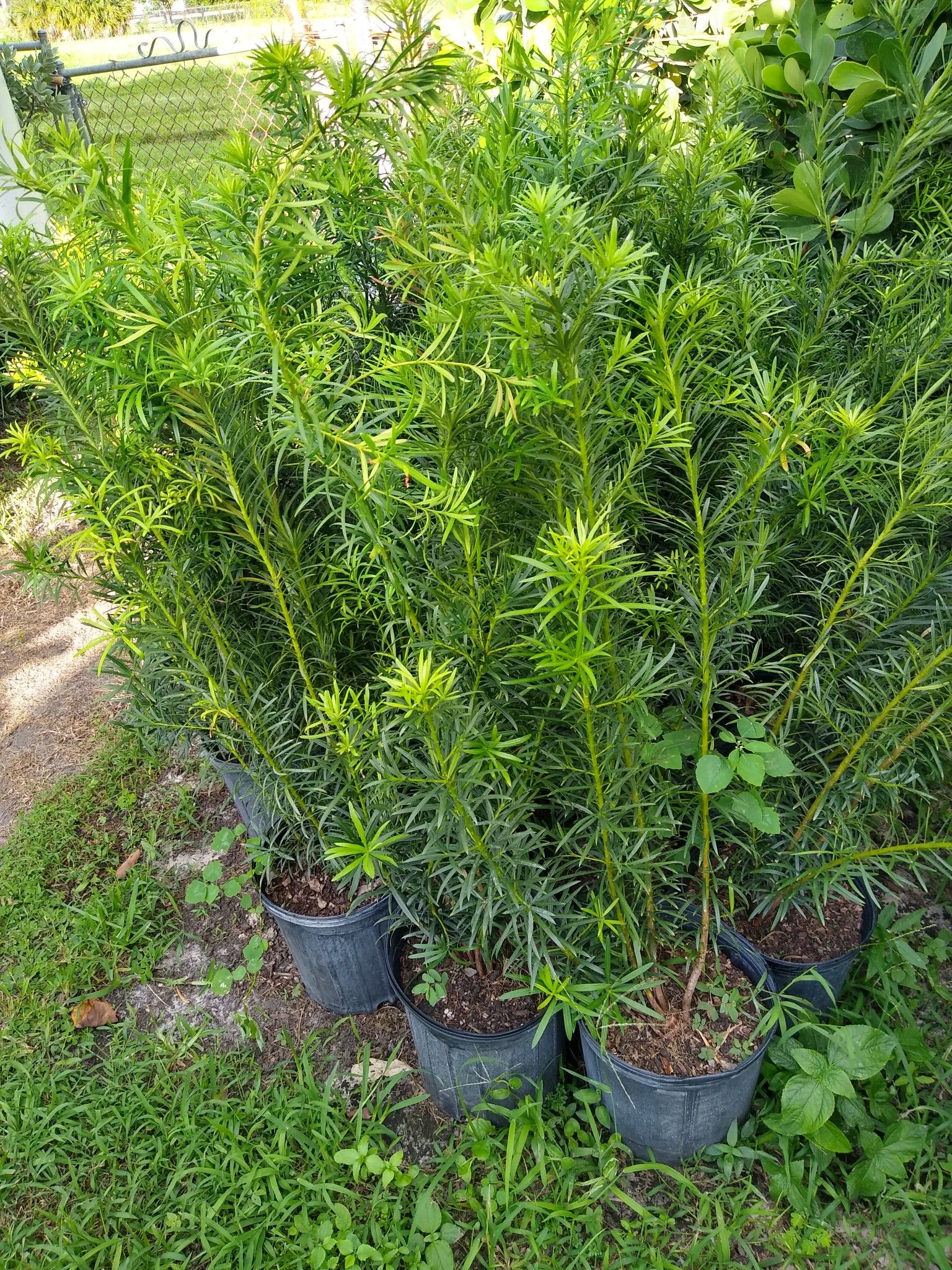Beautiful podocarpus plants for immediate privacy! 3 FEET TALL