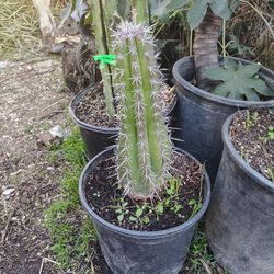 Cactus Plant
