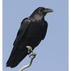 Raven 