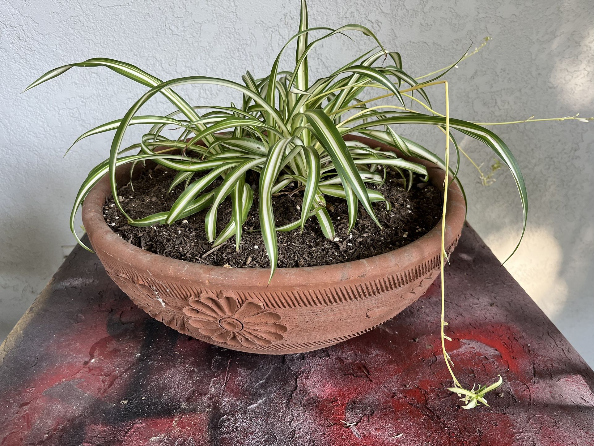 Spider Plant in Large Clay Pot