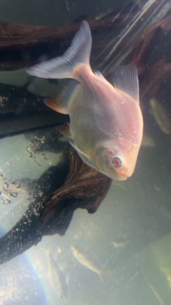 Fish tank for sale