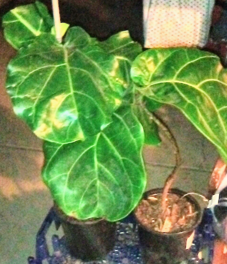 2 large indoor plants
