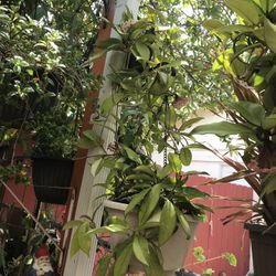 Bonita Planta Con Flor