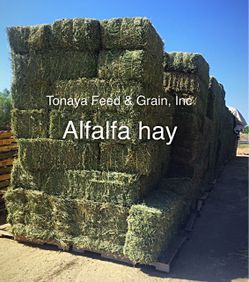 Alfalfa hay