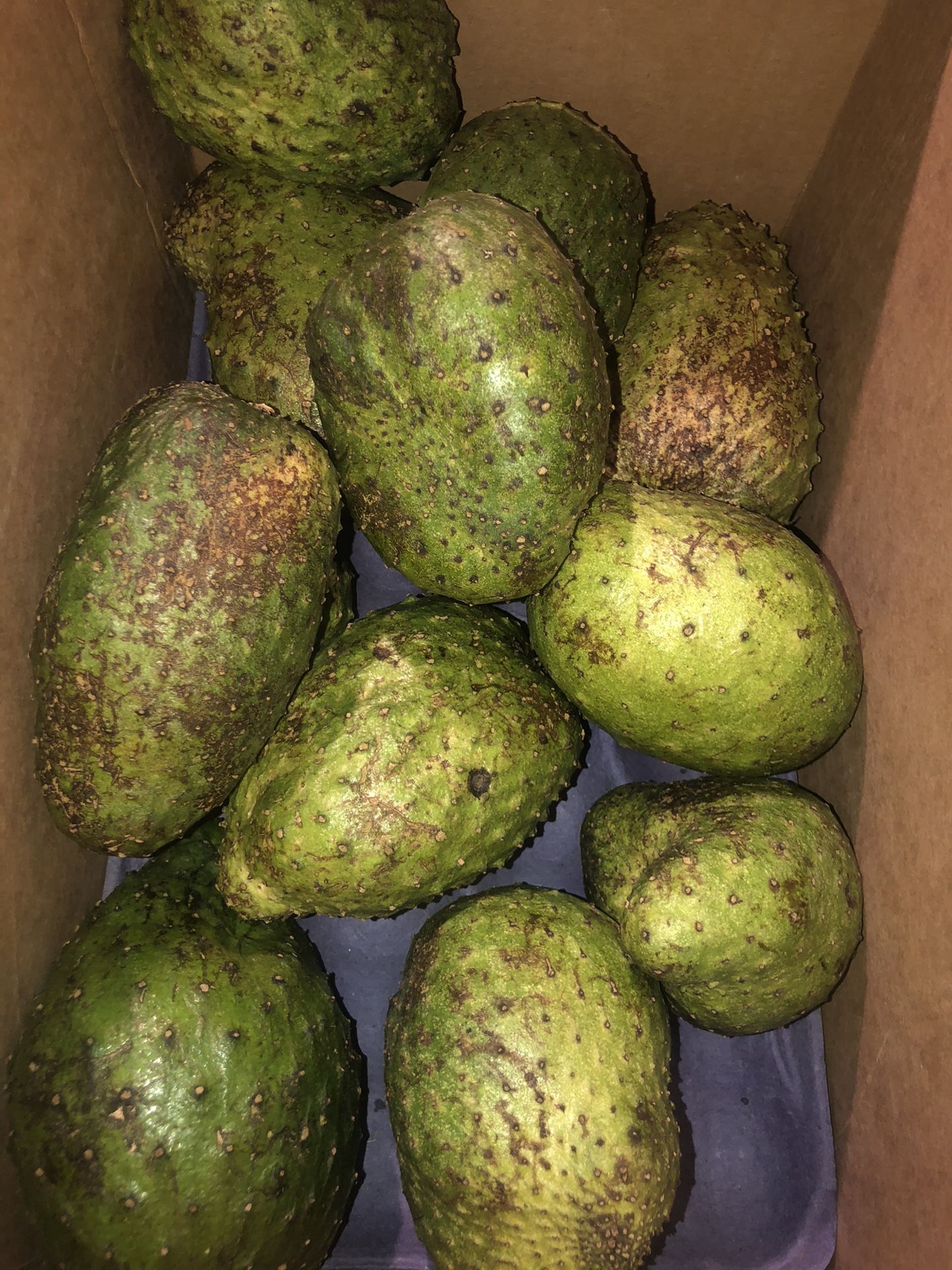 Soursop (Guanabana) Organic Fruit