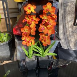 Two Decorations Plants
