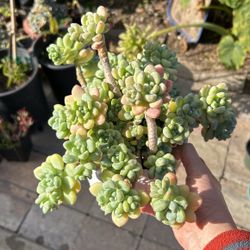 Sedum clavatum Succulent Plant In 6” Ceramic Pot 