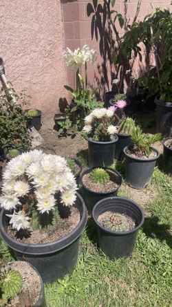 Cactus plant