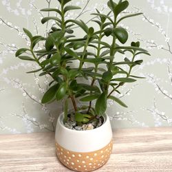 💝🛍️ Cute Succulent House Plant In Textured 3"H Ceramic Pot.