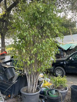Ficus Tree
