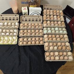 Eggs Eggs Eggs 