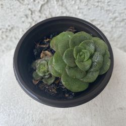 3 Inch Pot Succulent Plant - Aeonium Lindleyi - Tree of Love  - Rooted & Established - Drought Resistant - 🪴