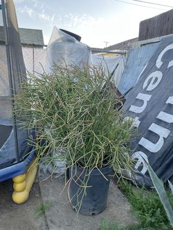 Pensil cactus  grande