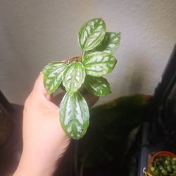 2" pilea aluminum variegated