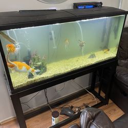 55 Gallon Fish Tank