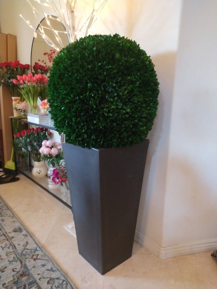 Preserved Boxwood Topiary 23"