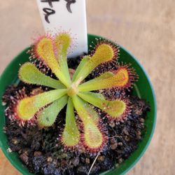 Sundew plants, 3 kinds, carnivorous
