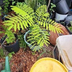 Small Fire Tree 2 Feet Tall