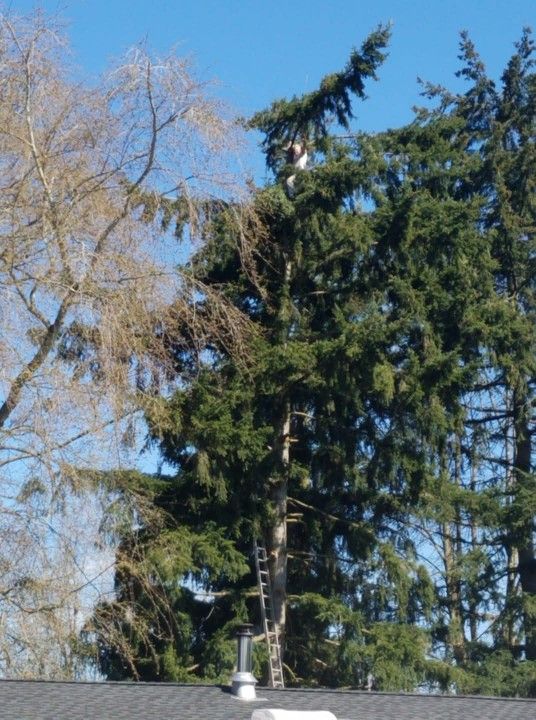 FULLY SEASONED FIREWOOD FOR SALE