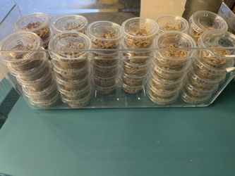 Mealworms