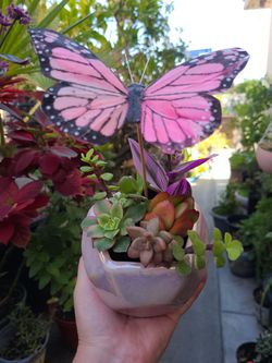 Pretty succulent arrangement with pink butterfly.💖🦋
