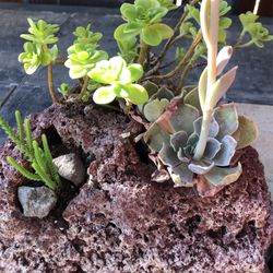 Planta  Suculenta