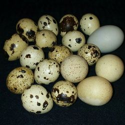 18 Eggs For Crafts