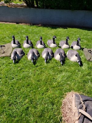Goose Decoys For Sale >> Grand Magnum Goose Decoys For Sale In Salem Or Offerup Goose Decoys For Sale >> Grand Magnum Goose Decoys For Sale In Salem Or Offerup