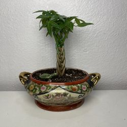 Miniature Money Tree Plant In Asian Vase Rare To Find ($10 tall $35 )