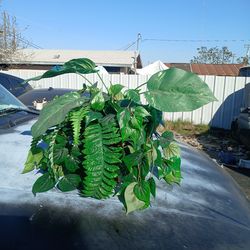 Artificial plant good condition