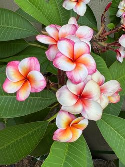 Plumeria Cutting Sale - 30+ Named Varieties - Rooted Trees