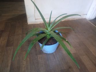 Aloe vera plants