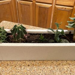 Live Succulent Centerpiece